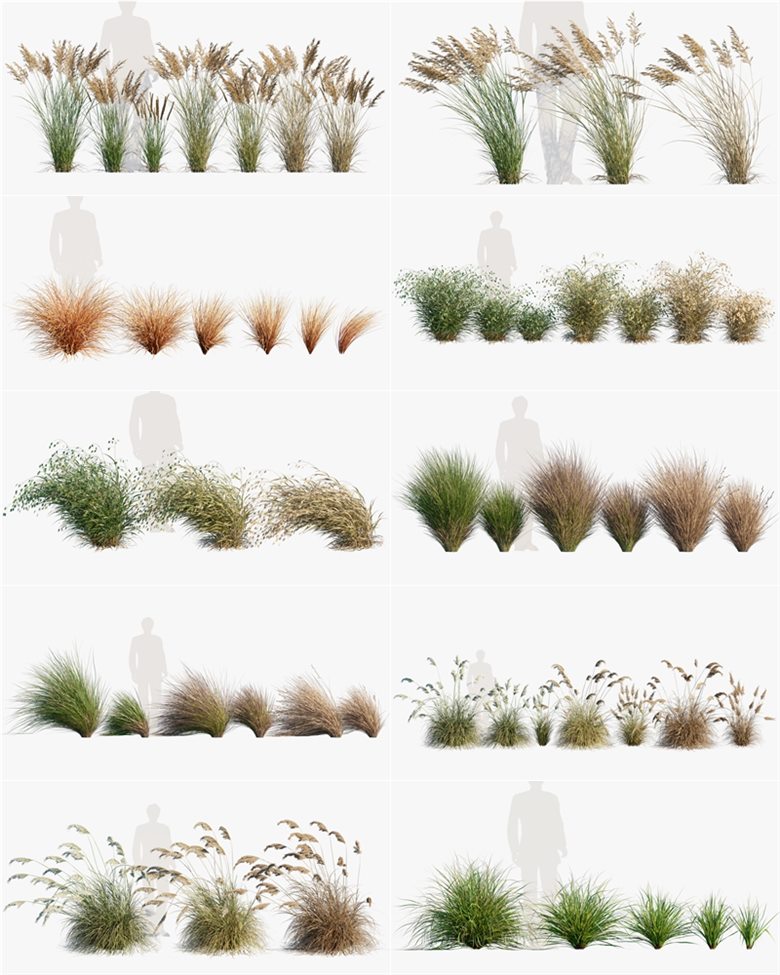15种观赏灌木和草3D模型 Bundle 26 - Ornamental Grasses 02