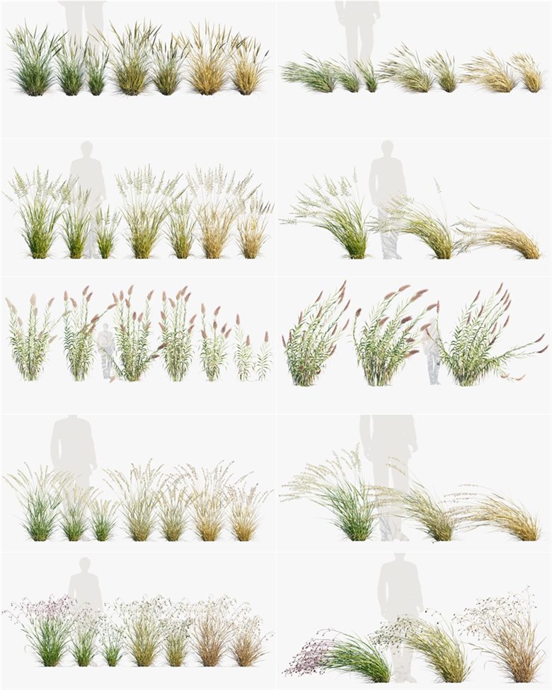 15种观赏灌木和草3D模型 Bundle 26 - Ornamental Grasses 02