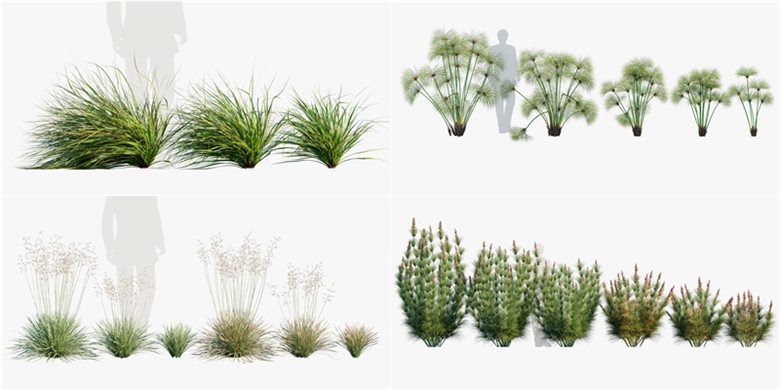 15种观赏灌木和草3D模型 Bundle 26 - Ornamental Grasses 02