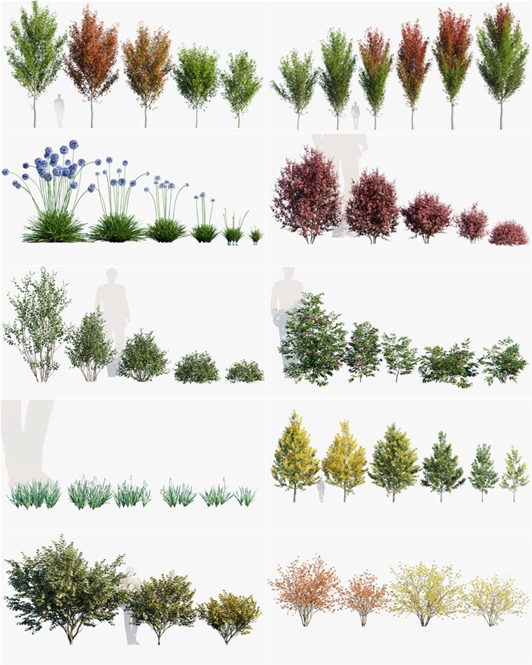 15种92个热带植物树木灌木草3D模型 Bundle 25 - Temperate Plants 02
