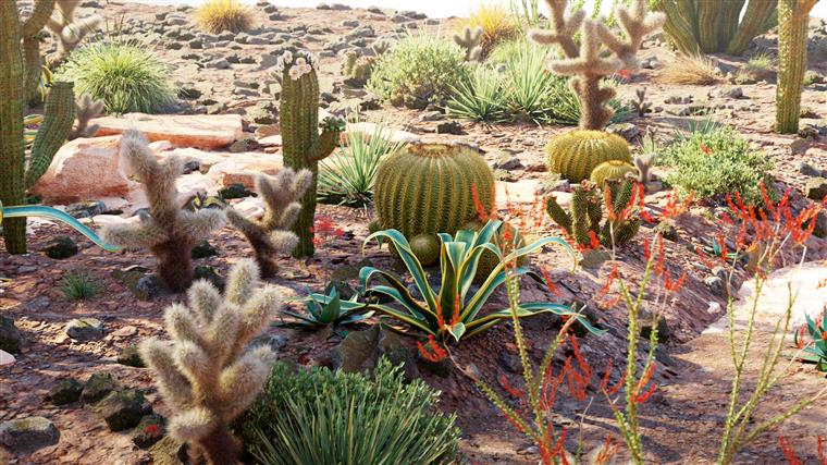 15种85个树木灌木多肉植物3D模型 Bundle 34 - Mexican Plants
