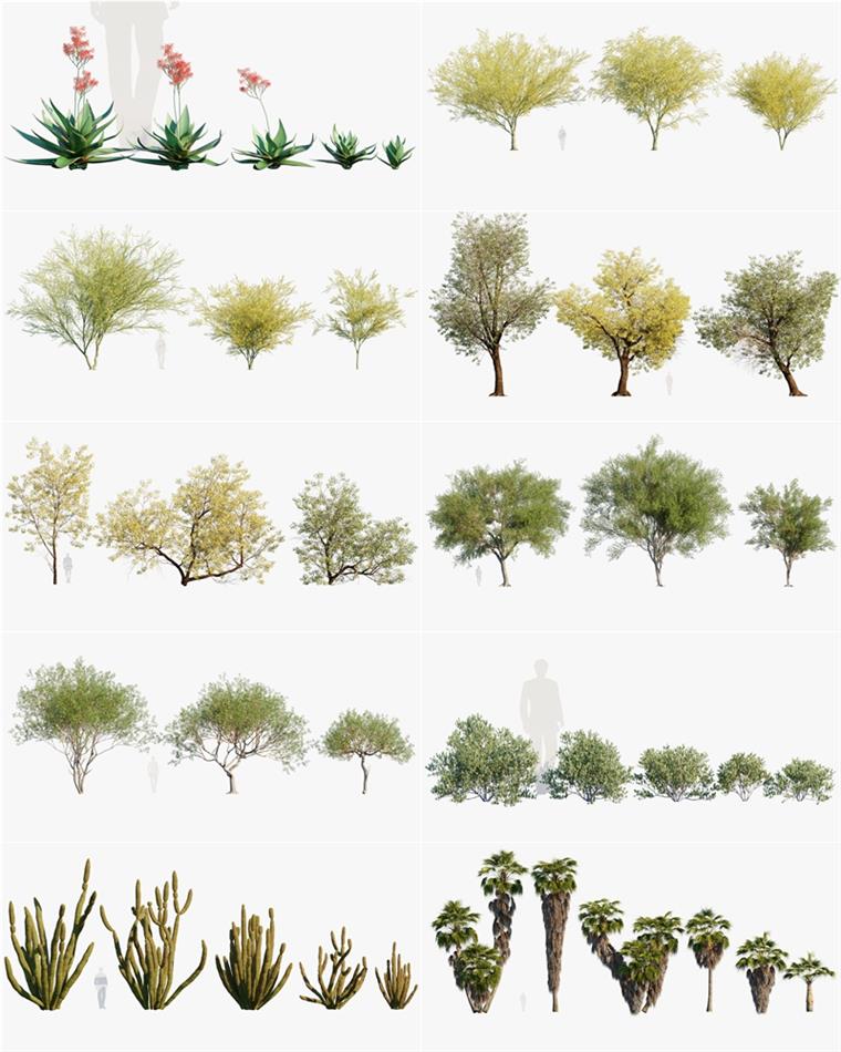 15种85个树木灌木多肉植物3D模型 Bundle 34 - Mexican Plants